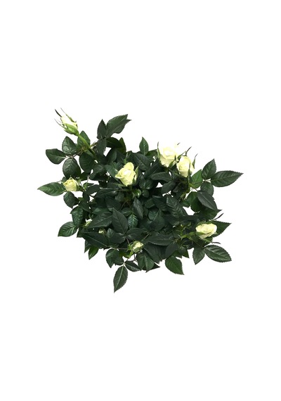 Rosa 'white' Beyaz Gül