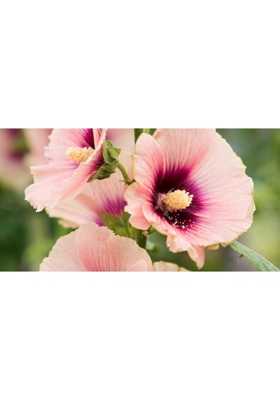 Gülhatmi Alcea Rosea 3 Adet