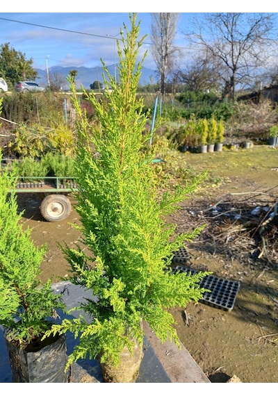 10 Adet Limon Çamı, Limon Servi 60-80 Cm. Siyah Poşette