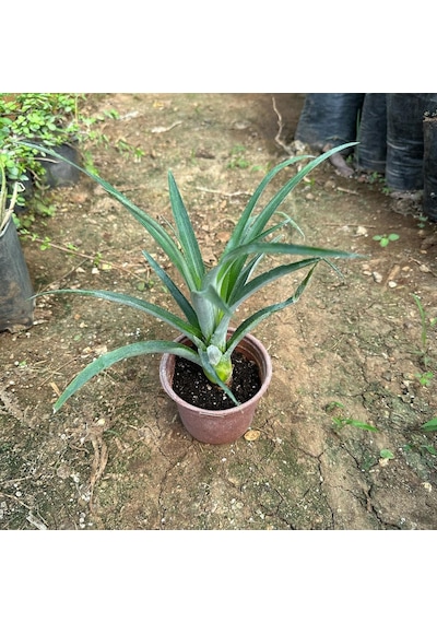 Saksıda Ananas Meyvesi Fidanı Abacaxi Cinsi