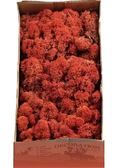 Reindeer Moss Siena Şoklanmış Norveç Yosunu 30gr