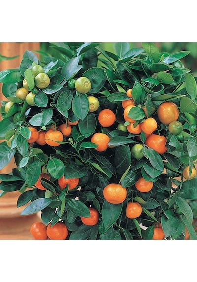 2 Yaş Aşılı Calamondin Süs Mandalinası Fidanı. Torbalı