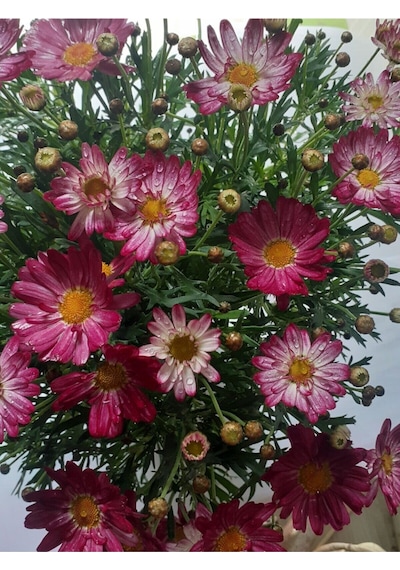Videolu Çeşme Papatyası Koyu Pembe 20 40 Cm 1 Adet Saksılı Canlı Bitki Matricaria Recutita