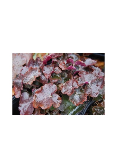 Tohum Dünyam 20 Adet Palace Purple Heuchera/coral Bells Micrantha Tohumu
