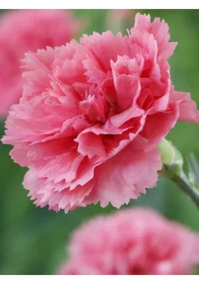 Videolu 1 Adet Pembe Renk Karanfil Çiçeği 15-25 Cm Saksılı Çiçekli Bodur Bitikier Pink Dianthus