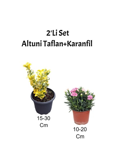 2'li Set Altuni Taflan Fidanı + Pembe Karanfil Çiçeği Dış Mekan Bitkisi