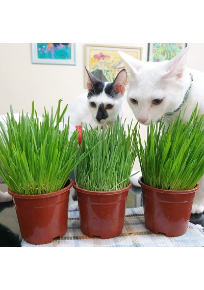 Kedi Çimi 12 cm'lik Saksıda 10 Adet