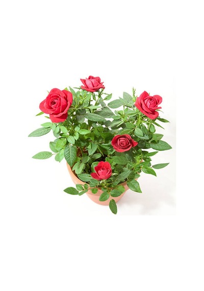 Kırmızı Gül Fidanı Kokulu Saksılı 1 Adet 50-70 Cm Dış Mekan Bitkisi Red Rose
