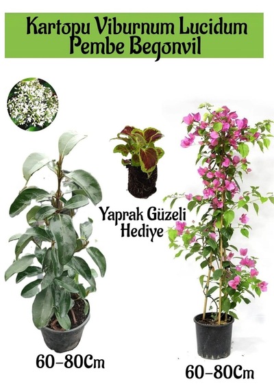 Kartopu Viburnum 1 Adet+pembe Begonvil 1 Adet+yaprak Güzeli Hediye Bahçe Bitkisi