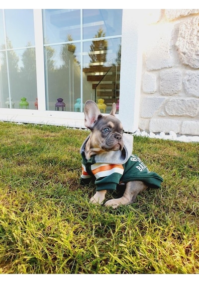 Salya Store Baseball Hoodie Köpek Kıyafeti Köpek Kapüşonlu Bsb101