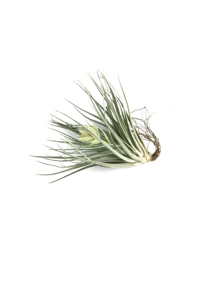 Tillandsia Stricta (Hava Bitkisi)