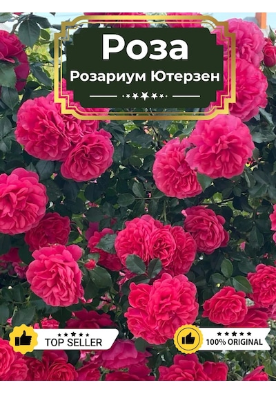 Dream Roses Rosarium Uetersen Gül Fidanı 146357023