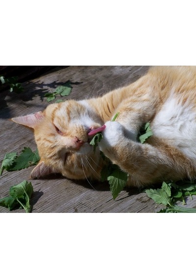200+ Kedi Nanesi Tohumu