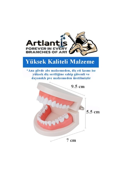 Diş Modeli Anatomisi 1 Paket İnsan Diş Çene Modeli Eğitci Fen Biyoloji Deney Maketi Diş Maketi
