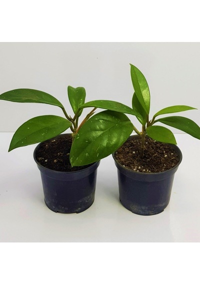 Çok Avantajlı Mum Çiçeği Fidesi Hoya Carnosa Kokulu 9cm Saksıda 2 Adet
