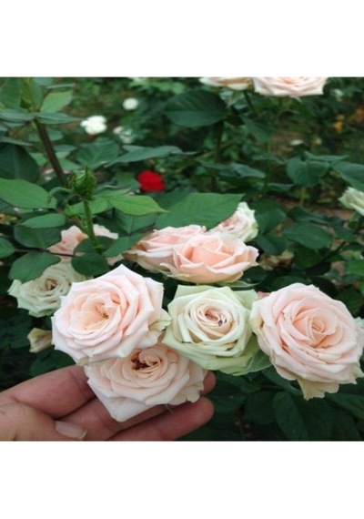 Afife Hatun Krem Beyazı Gül Fidan Yediveren Sarmaşık 10-20 Cm