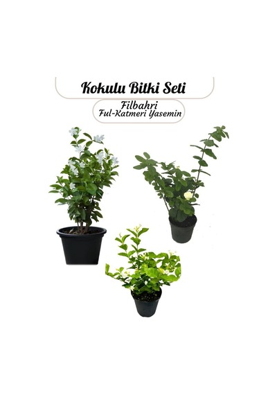 Saksıda 3 Lü Doğal Set Kokulu Filbahri Katmerli Ful Ful Yasemin Çiçeği Saksılı