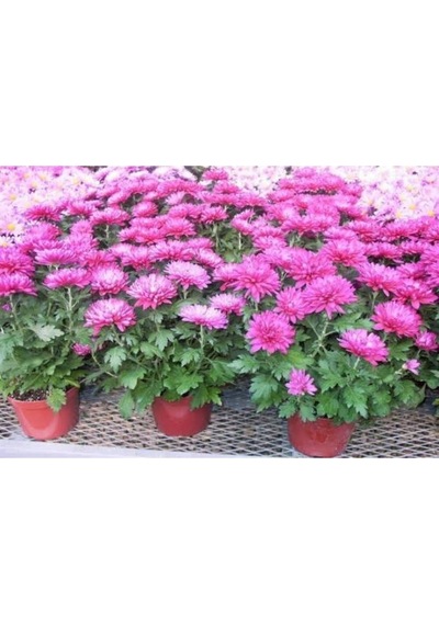 Mor Kasımpatı Krizantem Chrysanthemum Saksılı 10-20 Cm