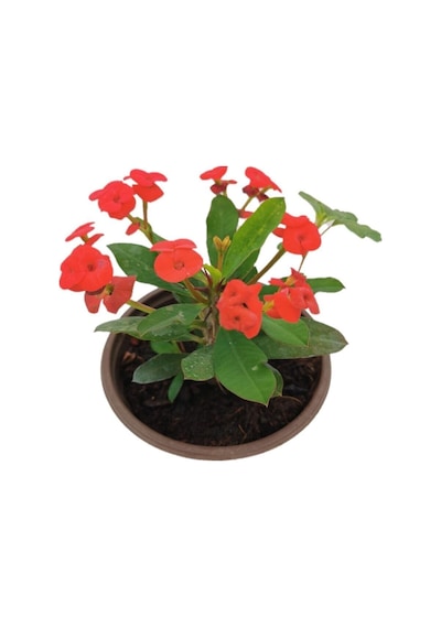Kırmızı Torubahce Mini Euphorbia Milii Kaktüs