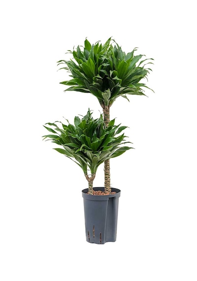 Draceana Compacta 2 Gövdeli
