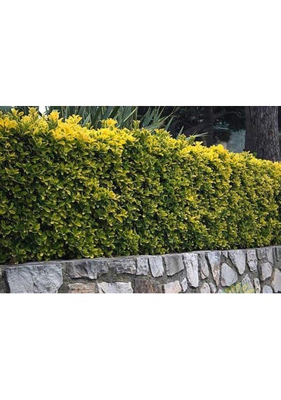 Gold Taflan Fidanı 20-40 Cm altuni Taflan Euonymus Japonica