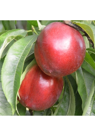 Tüplü Yarı Bodur Jumbo Kırmızı Giant Nektarin Fidanı