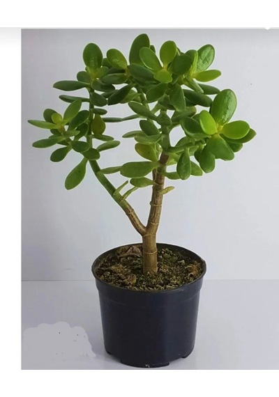 Bonsai Crassula Ovata Para Ağacı