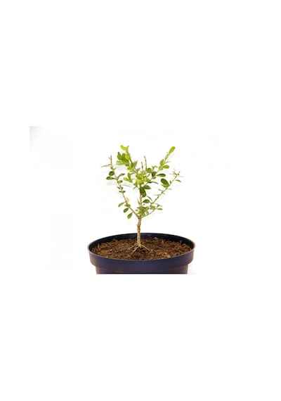 Bonsai Şimşir Fidanı Buxus Sempervirens Rotundifolia 4 Yaşında