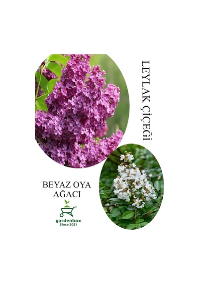 Kokulu Leylak Çiçeği Fidanı 1 Adet Saksılı 30-60cm+beyaz Oya Fidanı 30-60cm