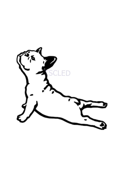 Bulldog Fransa Hayvan Araba Çıkartmaları Sticker