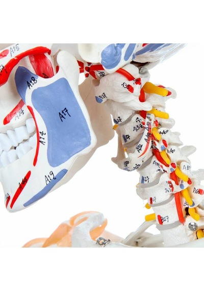 Gerçek Boyutlarında Kasları Ve Ligamentleri Gösteren Numaralandırılmış İnsan İskeleti Modeli, 180 Cm - İskelet Maketi 01