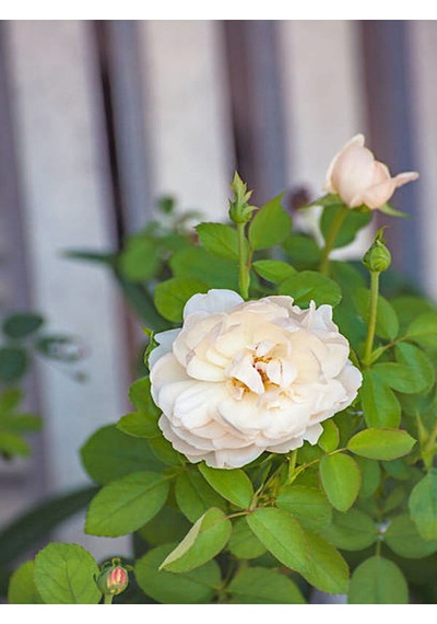 Avantajlı Yediveren Kırmızı Beyaz Ve Turuncu Renkli 30 60 Cm Saksılı Aşılı Gül Tricolor Rose
