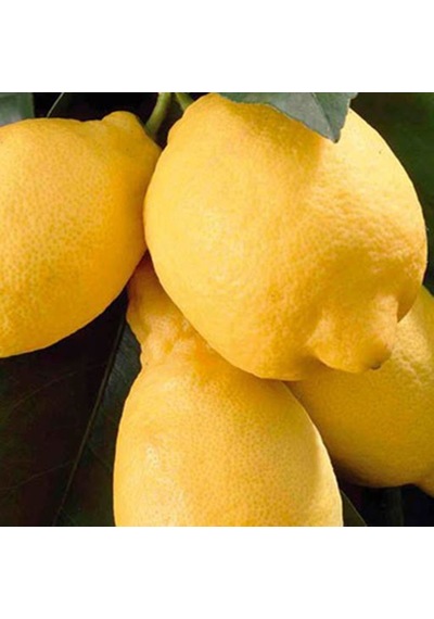 Tüplü Aşılı Lamas Limon 2 Yaş Boy 90-110 Cm