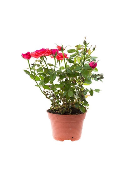 Yediveren Kırmızı Renkli Kokulu 25 50 Cm Saksılı Aşılı Gül Red Rose