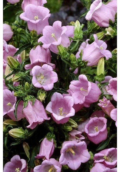 Dashing Look Pembe Renkli Çan Çiçeği / 20 Adet Çiçek Tohumu Th-thmcmthm325