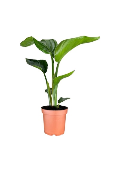 Mini Boy Strelitzia Starliçe Cennet Kuşu Çiçeği 15-30cm 1 Adet Saksılı