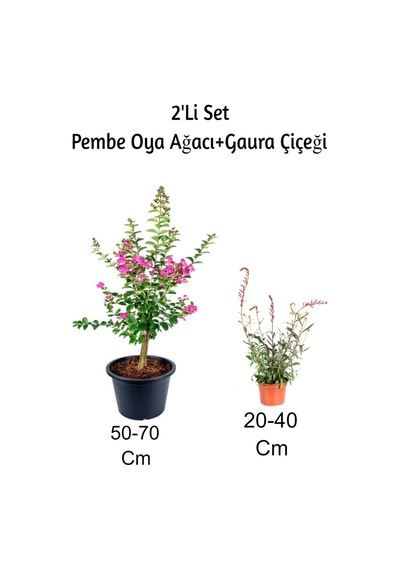 Pembe Oya Ağacı Fidanı+ Gaura Çiçeği 2'li Set Dış Mekan Bitkisi
