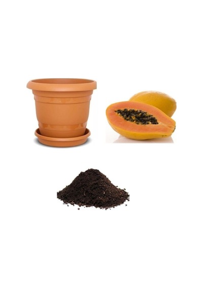 Tropikal Papaya Meyvesi Tohumu Ekim Seti