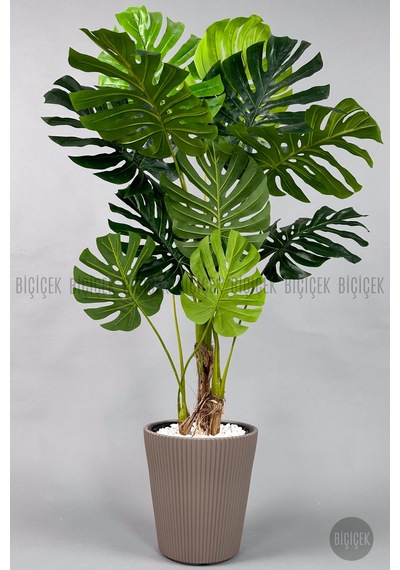 Biçiçek Yapay Monstera Ağacı Deve Tabani 160 Cm Mocha Luna Saksıda