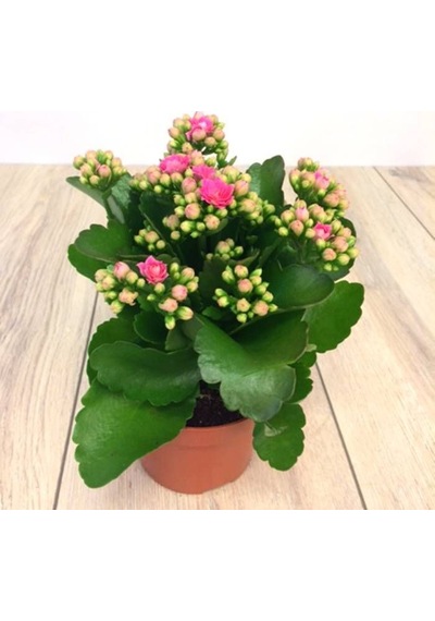 Kalanşo Çiçeği Kalanchoe 10 Adet Pembe