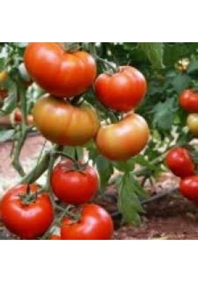 50 Adet Tohum Nadir Organik Yerli Yassı Domates Tohumu Hediyelidir..