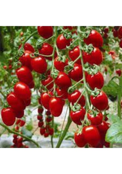 500 Adet Tohum Organik Köy Cherry Çeri Domates Tohumu Saksı Toprak Hediye