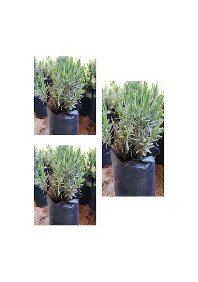 Kabristan Mezarlık Için 3 Lü Bitki Fidesi 10-15 Cm Tüplü Çiçekli Bodur Bitkiler