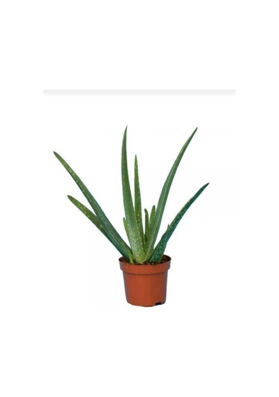 Canlı Aloevera Bitkisi 15 Cm