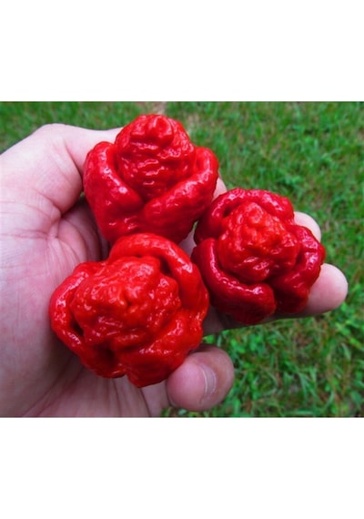Trınıdat Moruga Scorpıon Tohumu