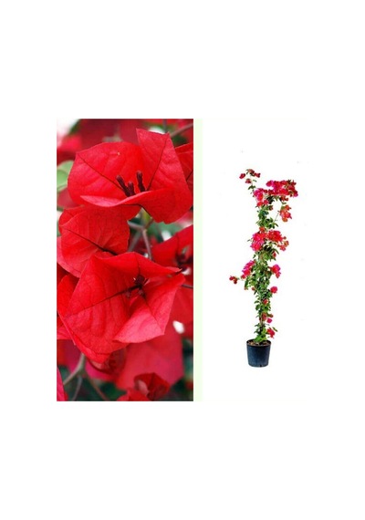 Serada Decor Plant Sarmaşık Begonvil Sarmaşık Kırmızı Renk - Kırmızı Bougainvillea Alexandra