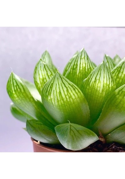 Serada Decor Plant Sukulent Haworthia Cooperi