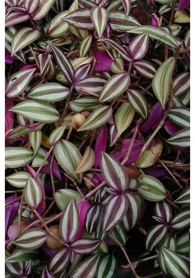 Yeşil Kahve Tradescantia Zebrina Telgraf Çiçeği Fidanı 10-20 Cm