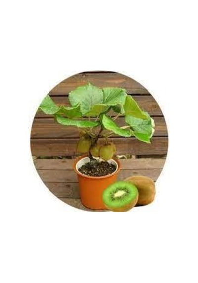 5 Adet Tohum Bodur Kivi Bonsai Ağacı Tohumu Süpriz Hediye Bonsai Ağacı Tohumlu