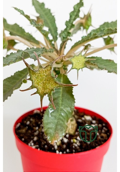 Dorstenia Foetida Özel Tür Nadir İlginç Sukulent 8.5 Cm Kırmızı S